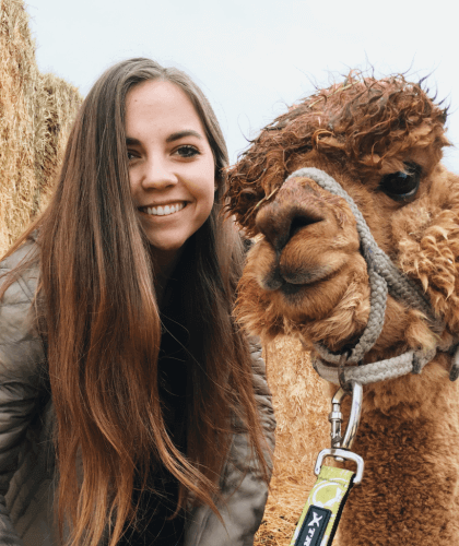 Animal Days llama next to teenage girl during spring family fun
