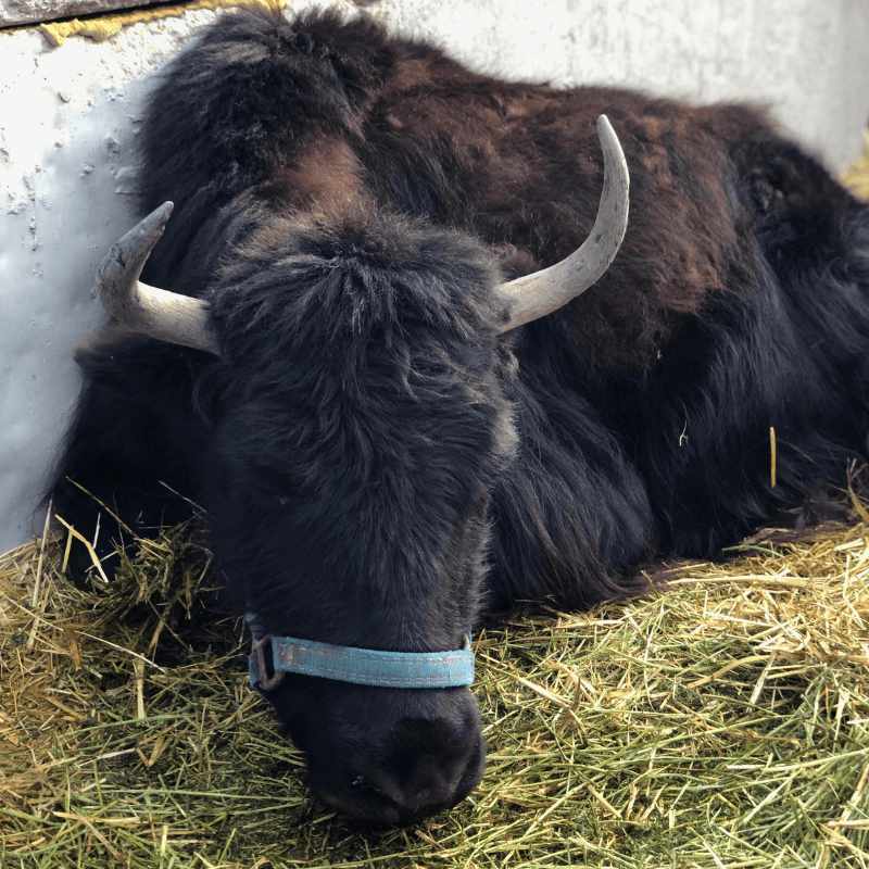 Big black bull resting on top of hay