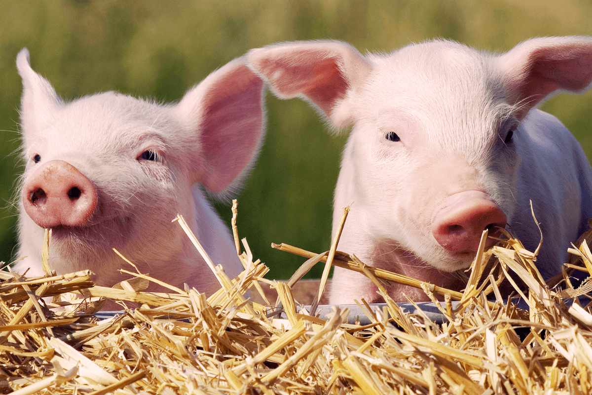 Two cute baby pigs laying together in a bed of straw