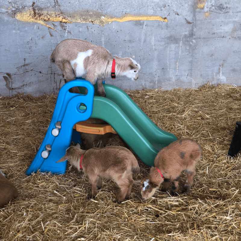 Baby goats playing together on a small plastic slide
