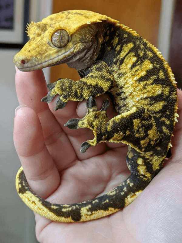 Exotic yellow and black lizard being held in the palm of a person's hand