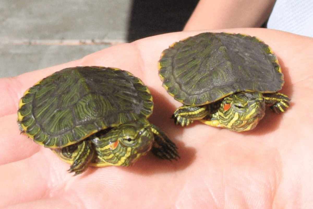 Two mini turtles sitting side by side in the palm of a person's hand