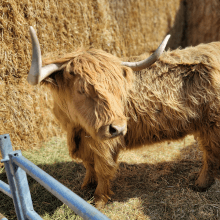 Close up of highland cow at Burley Animal Days