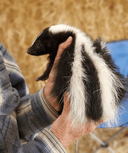 Male holds baby skunk at Burley Animal Days