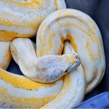 Close up of large yellow and white snake during Burley Animal Days event