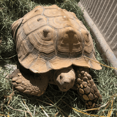 Burley Animal Days giant tortoise walking along the grass