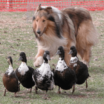 Collie herding ducks event at Animal Days Shindig Farms