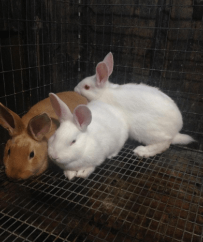 Two white bunnies and one brown bunny huddle together at Eastern Idaho Animal Days