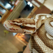 Eastern Idaho Animal Days brown and cream snake coiled up