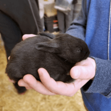 Close up of a kid holding black baby bunny during Nampa Animal Days family fun event