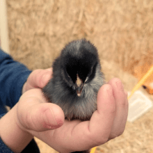 Small baby duck rests in the palm of a child's hand during Nampa Animal Days