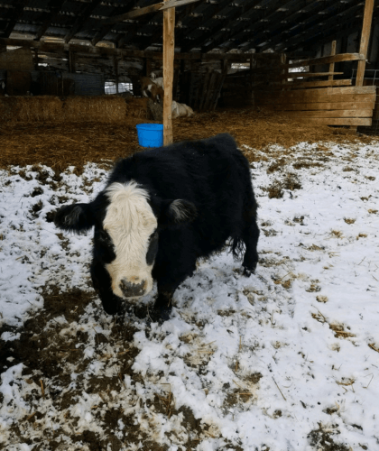 Nampa Animal Days mini black cow