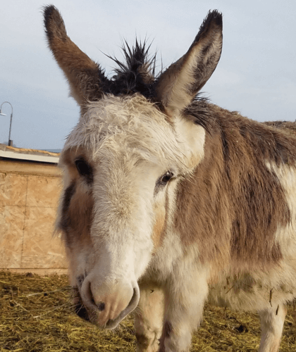 Close up of mini donkey at Nampa Animal Days