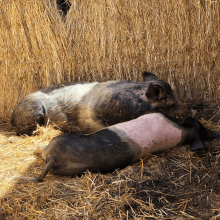 Two large pigs sleeping in their pen at Nampa Animal Days