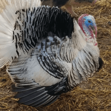 Close up of white and black feathered turkey at Nampa Animal Days