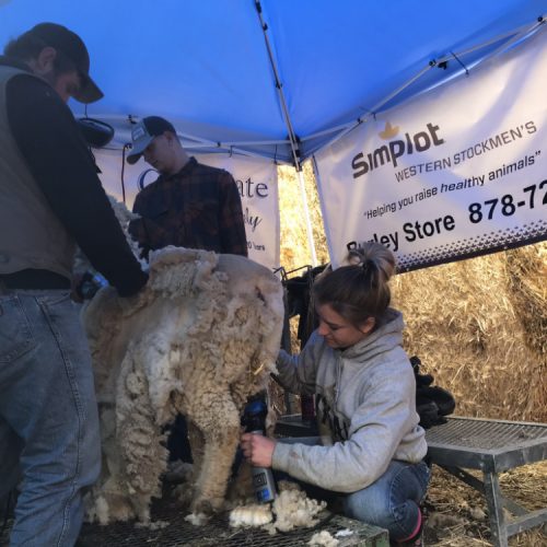 Sheep Shearing Show